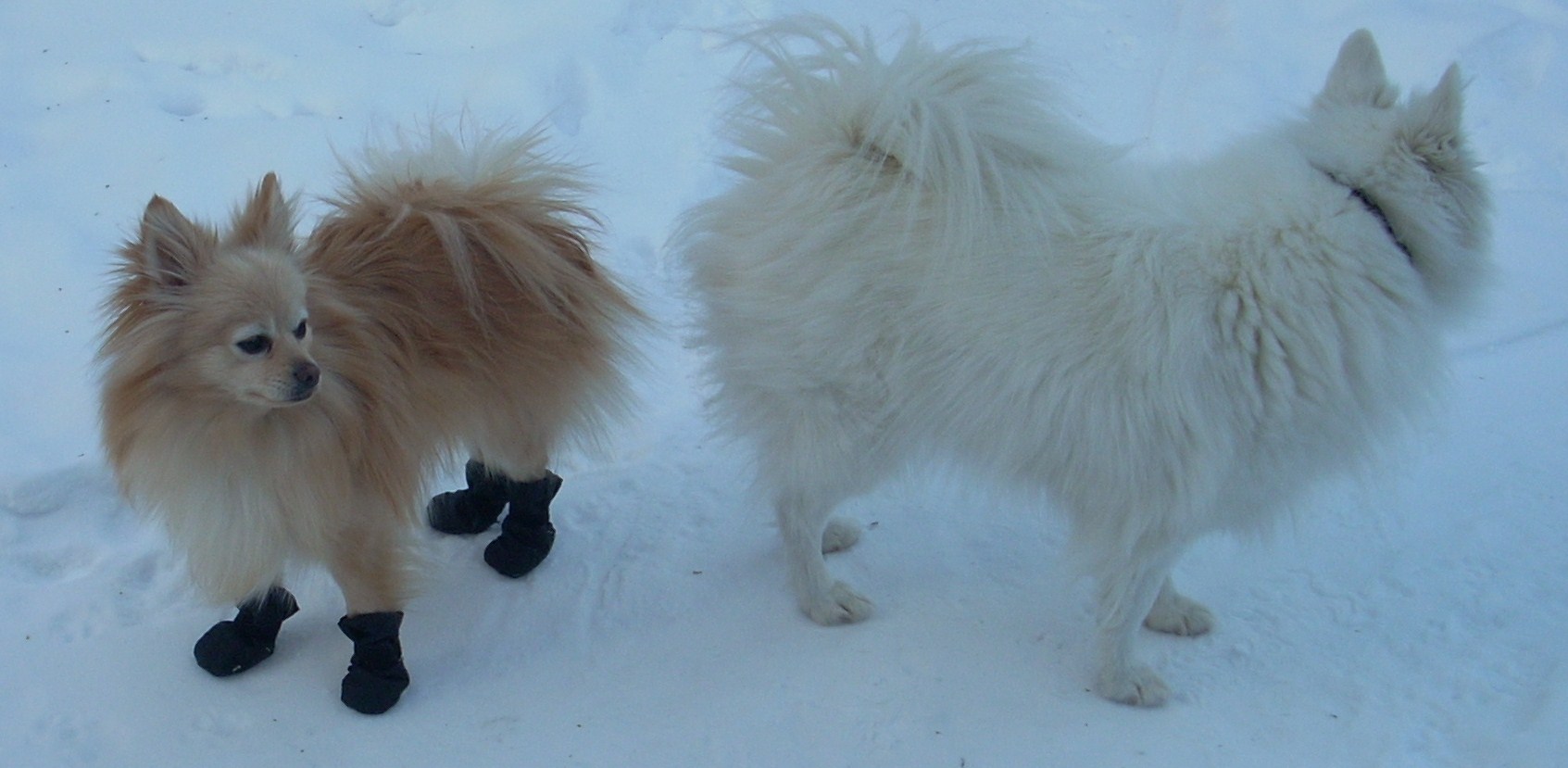 BEAR in his mukluks