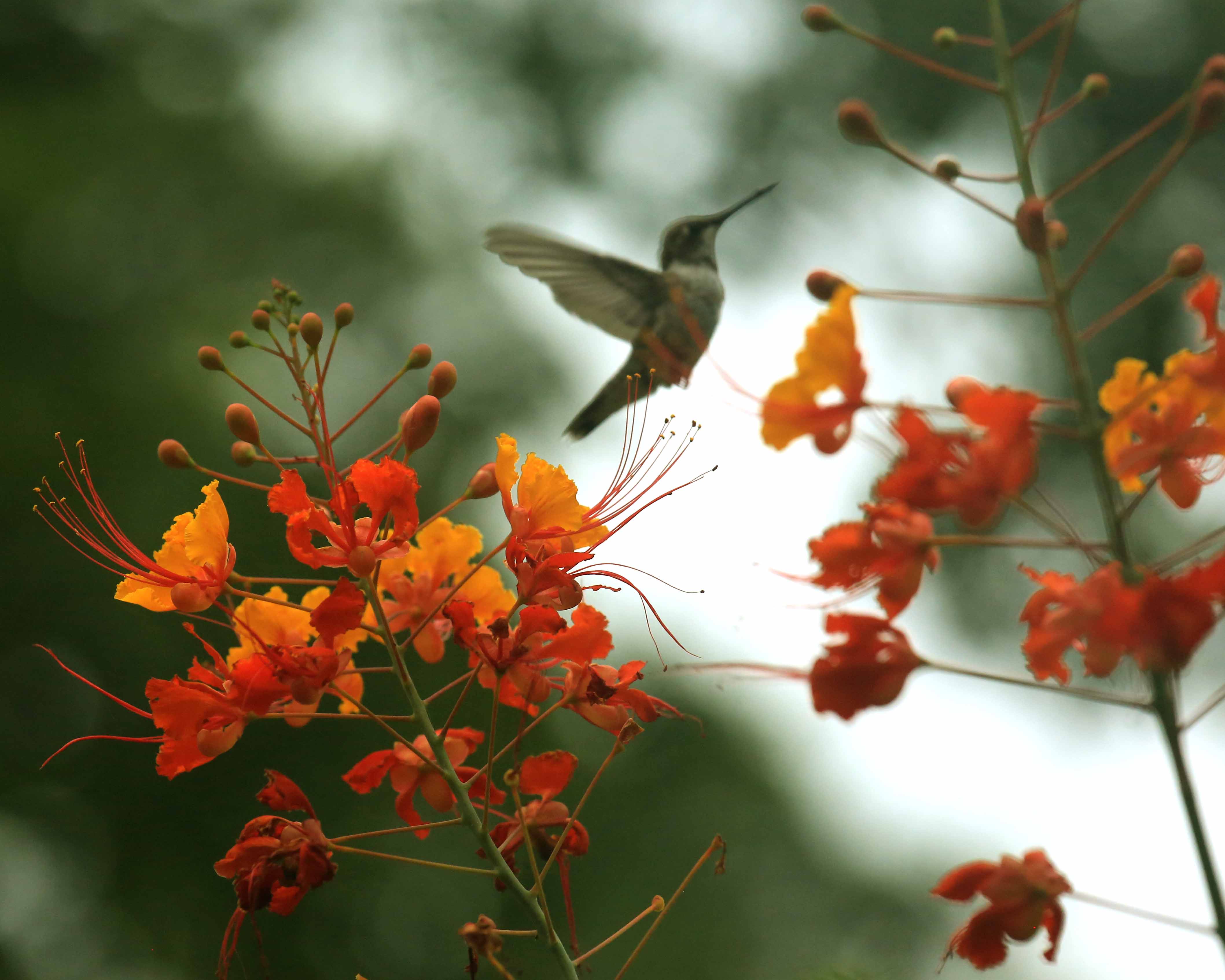 Black Chinned H Bird