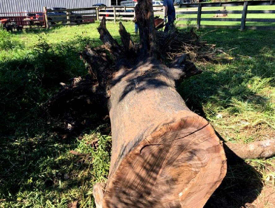 Black Walnut cut 1a.png