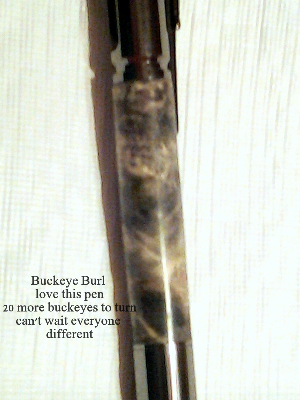 Buckeye close up