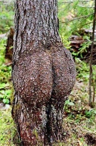 Burl?