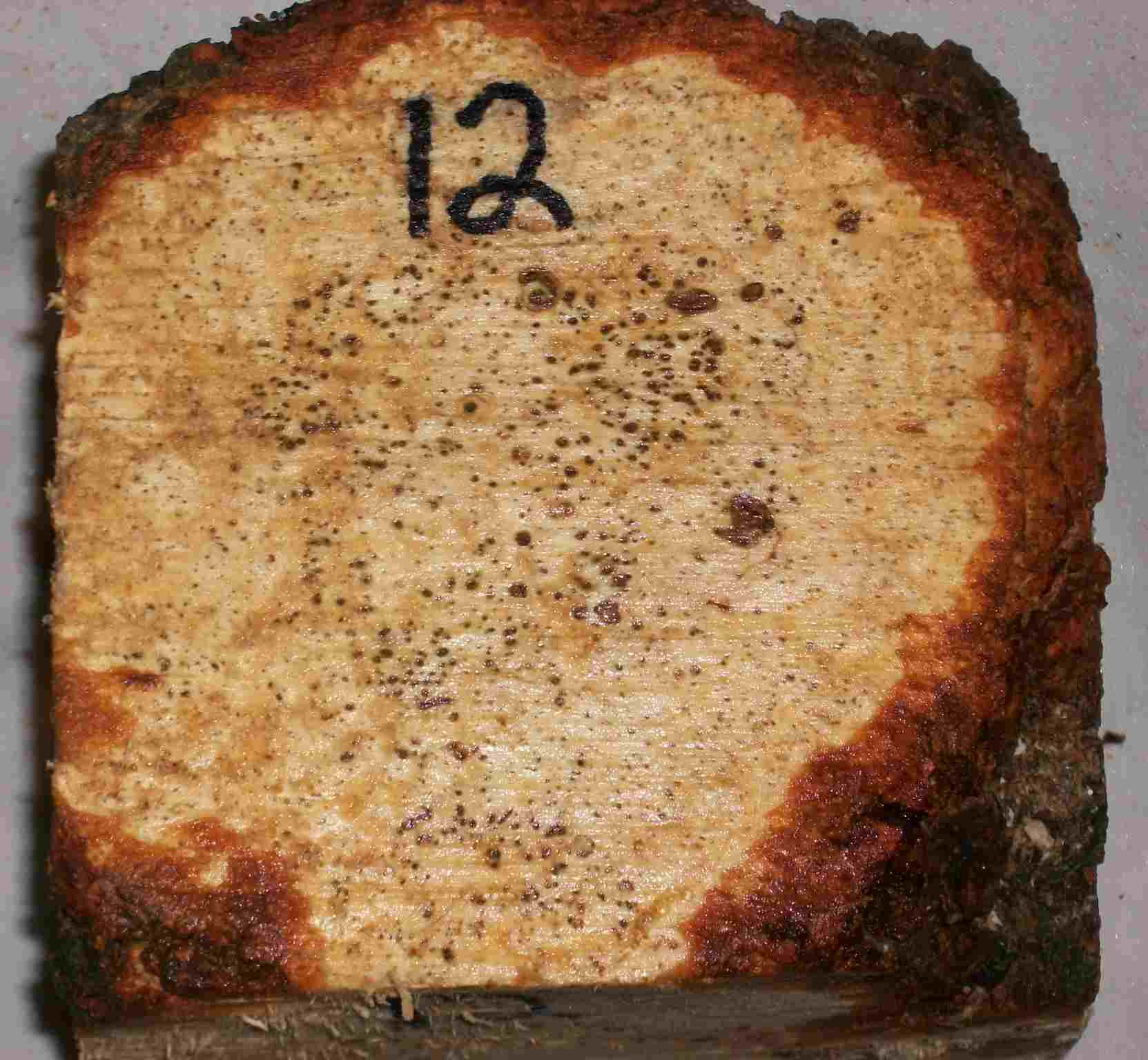 cherry burl