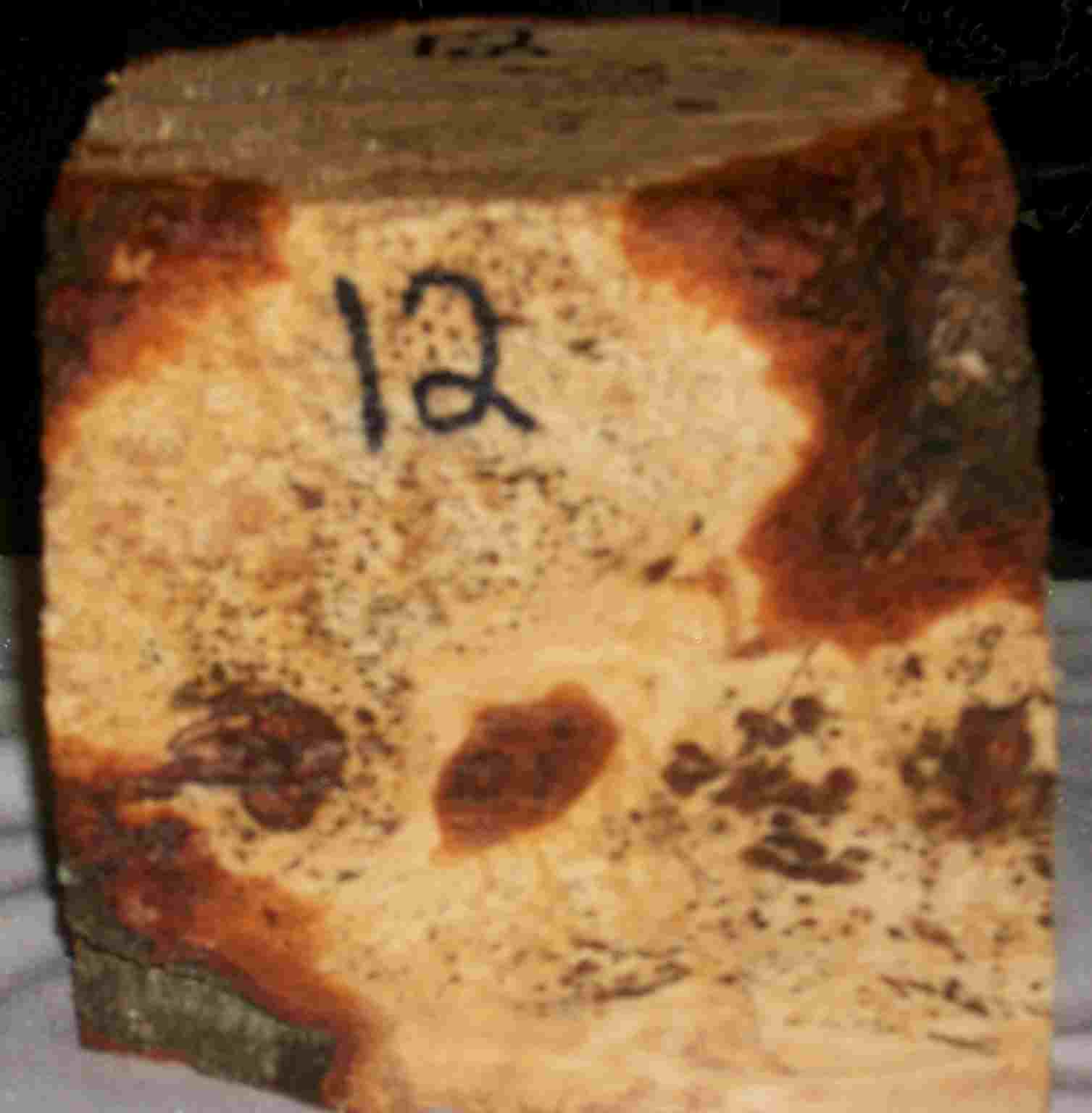 cherry burl