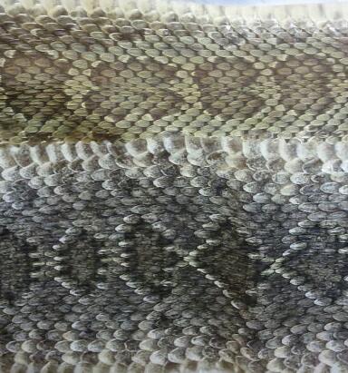 color differences in snakeskins