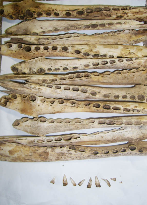 Croc Jaw Bones for casting