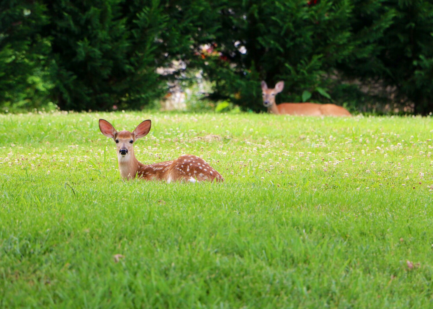 deer1