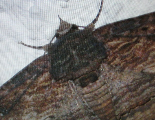 Devil moth