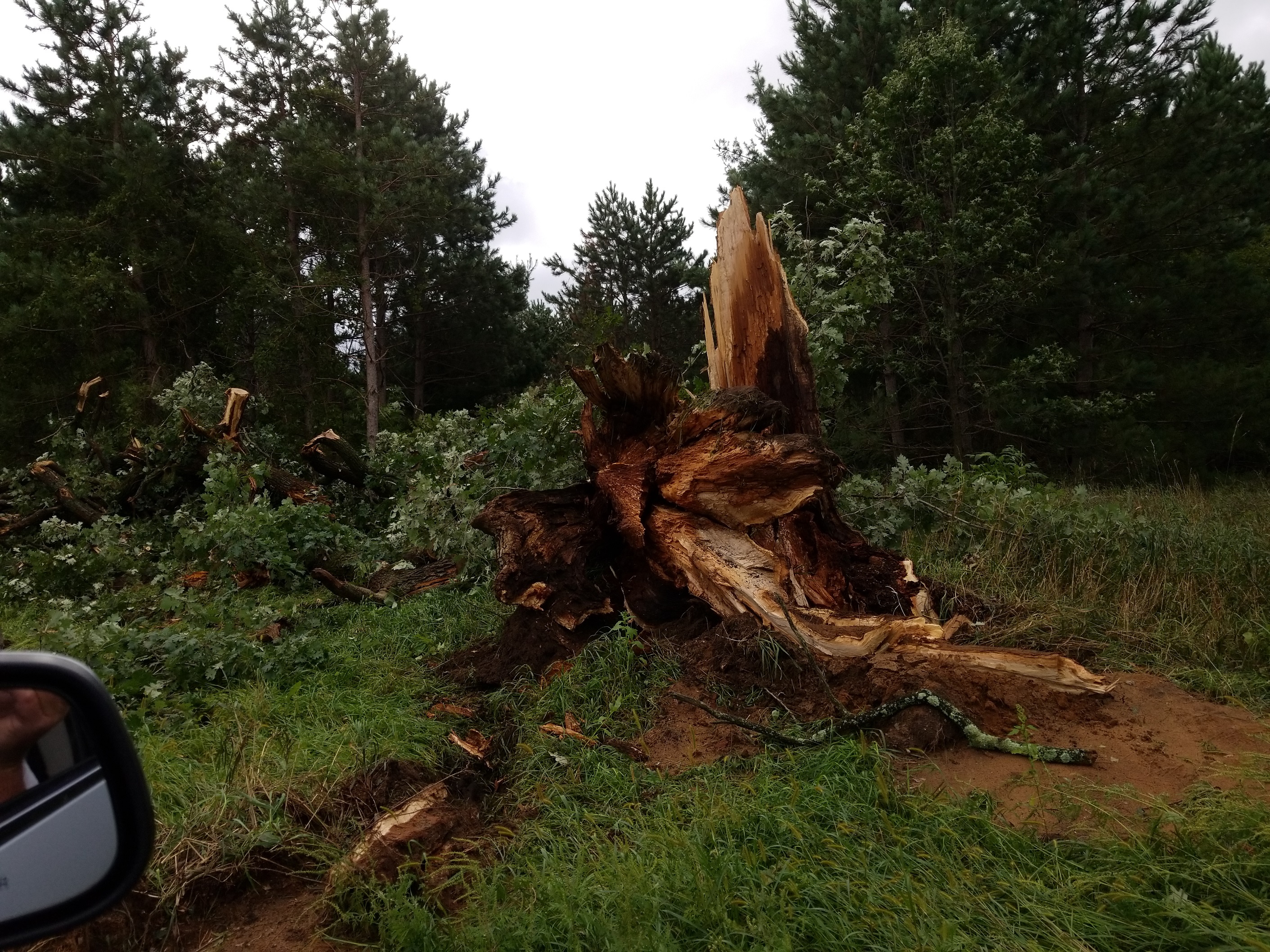 Downed trees