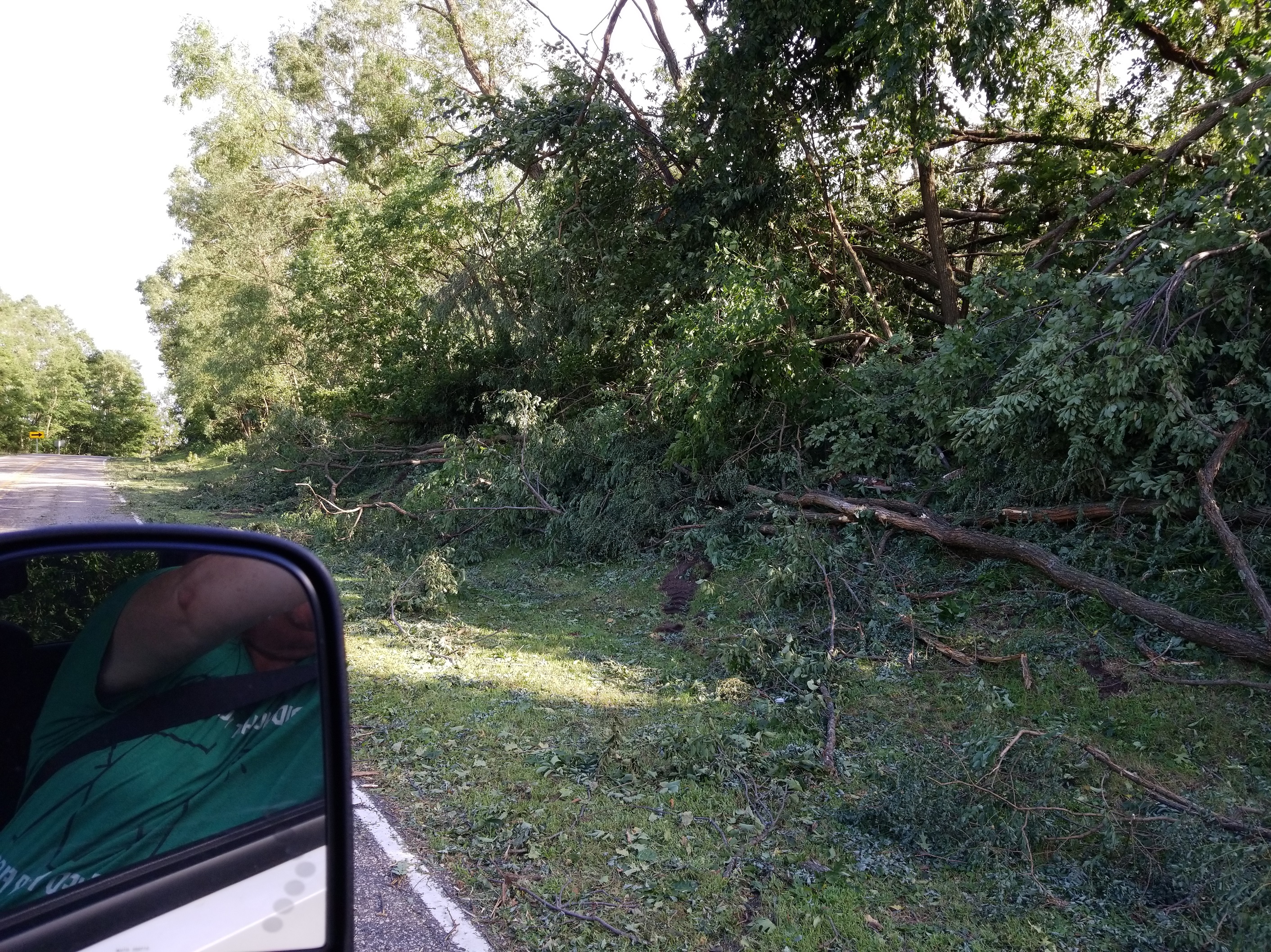 Downed trees