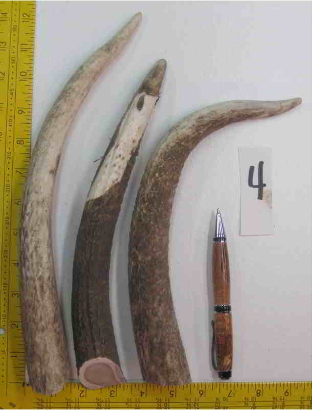 Elk Antler