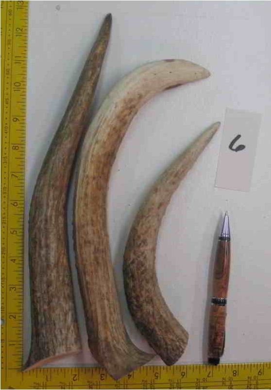 Elk Antler