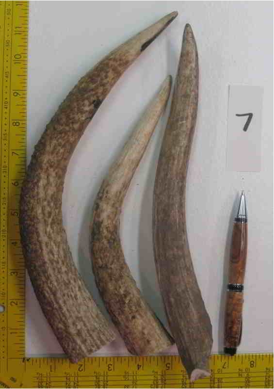 Elk Antler