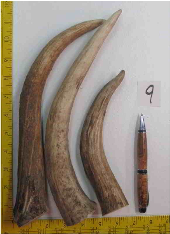 Elk Antler