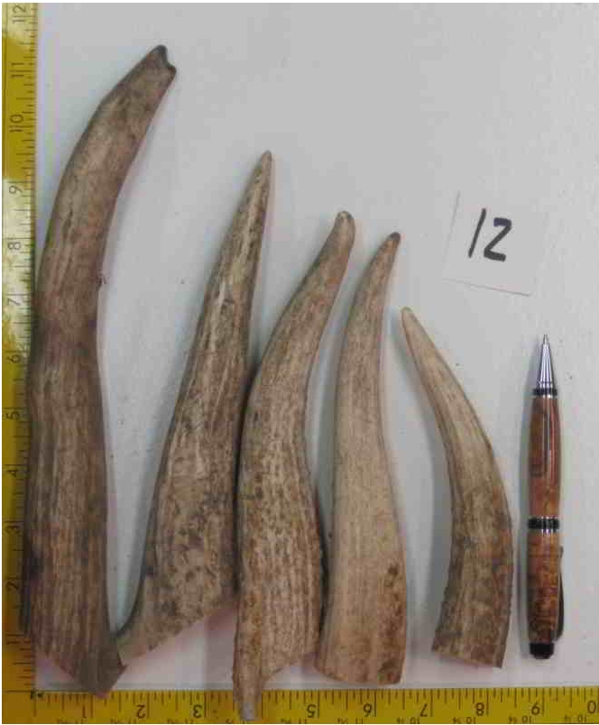 Elk Antler