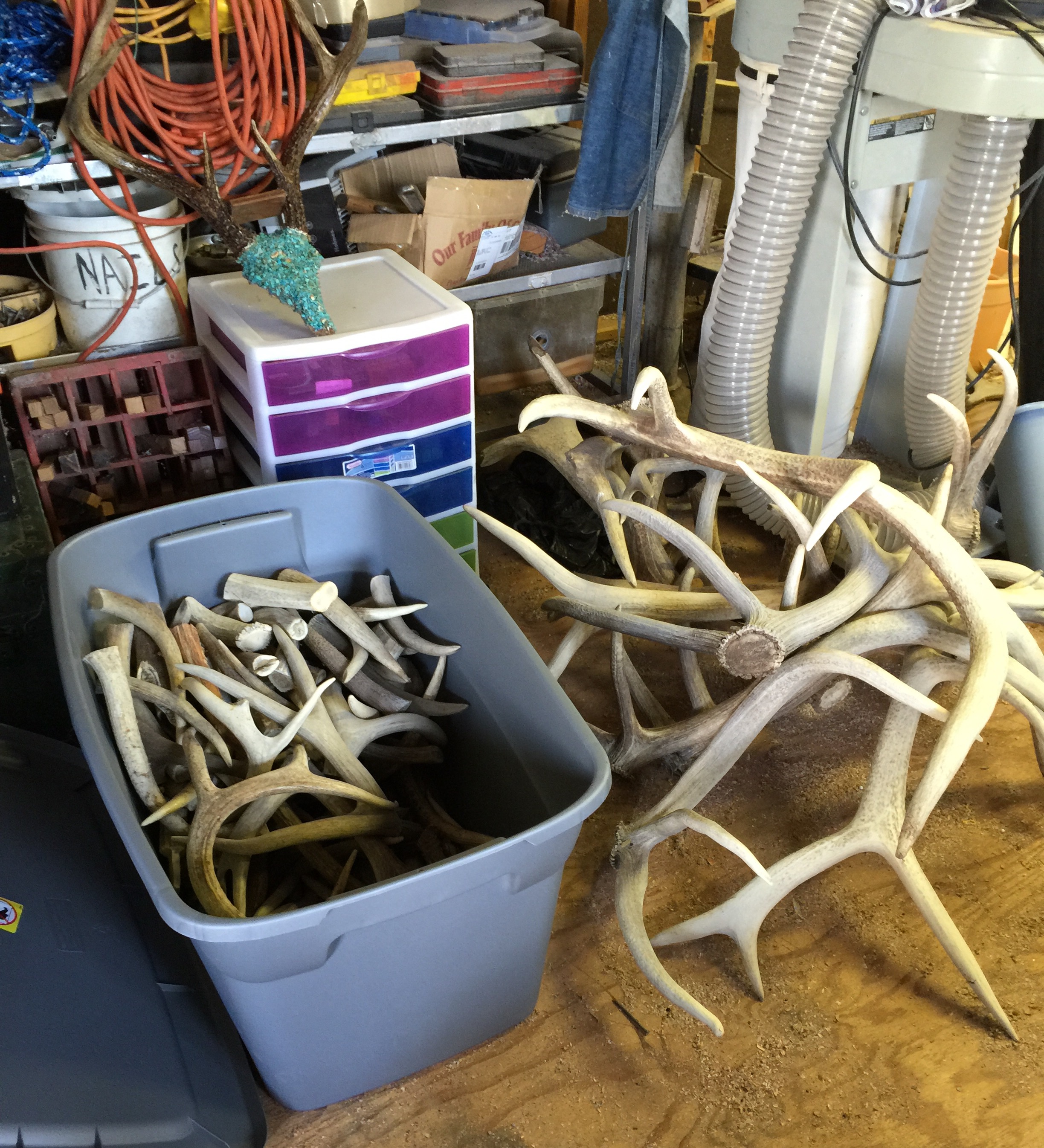 Elk-Whitetail cut offs