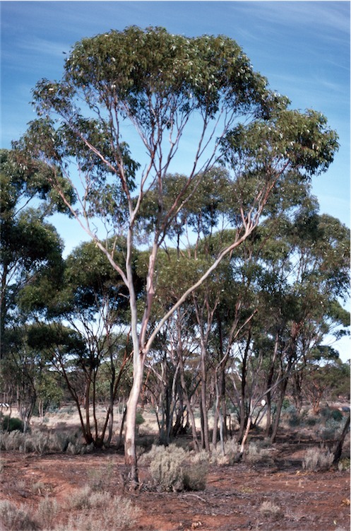 Eucalyptus_corrugata_habit.jpg