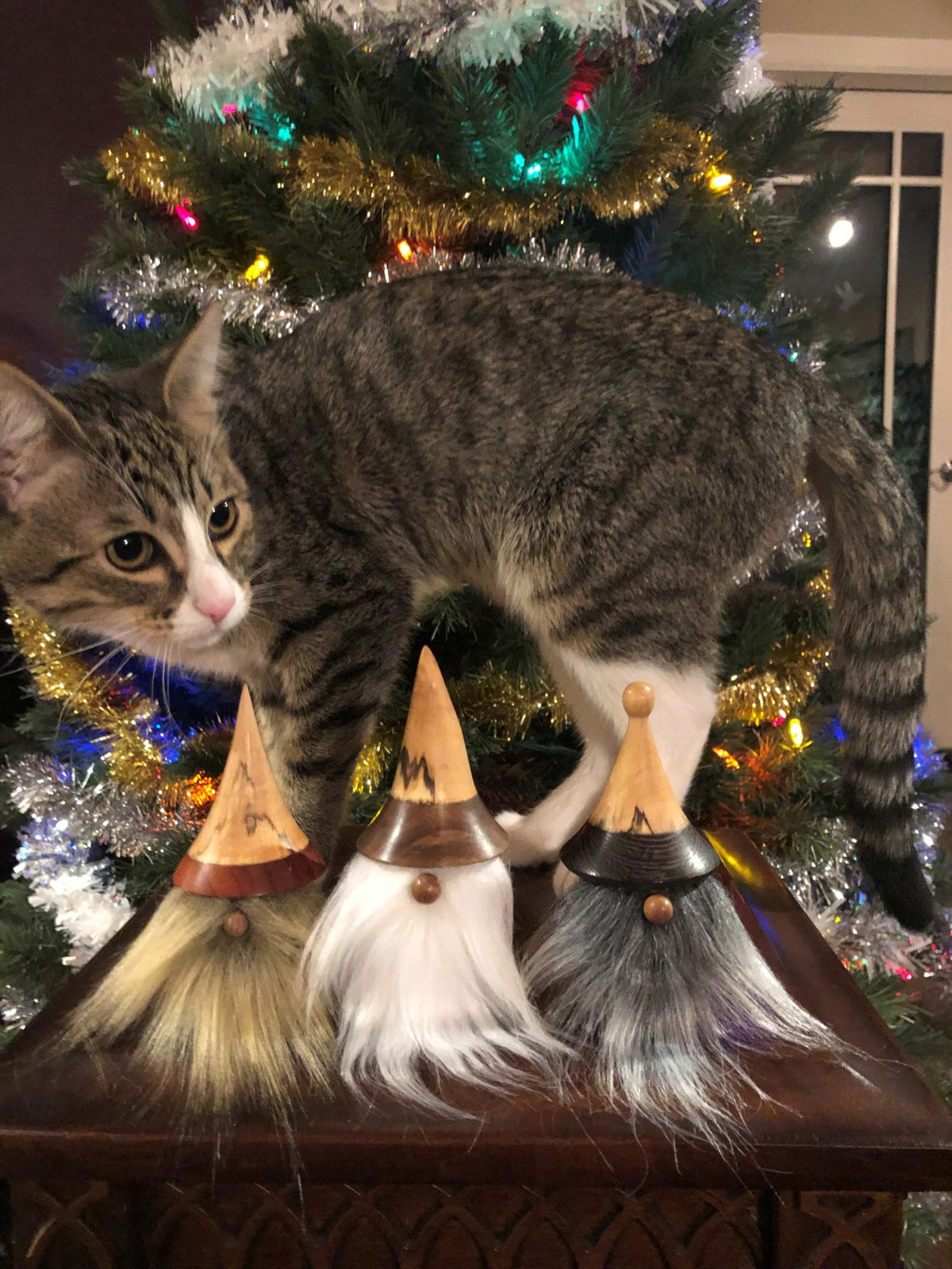 Gnomes and a cat.jpg