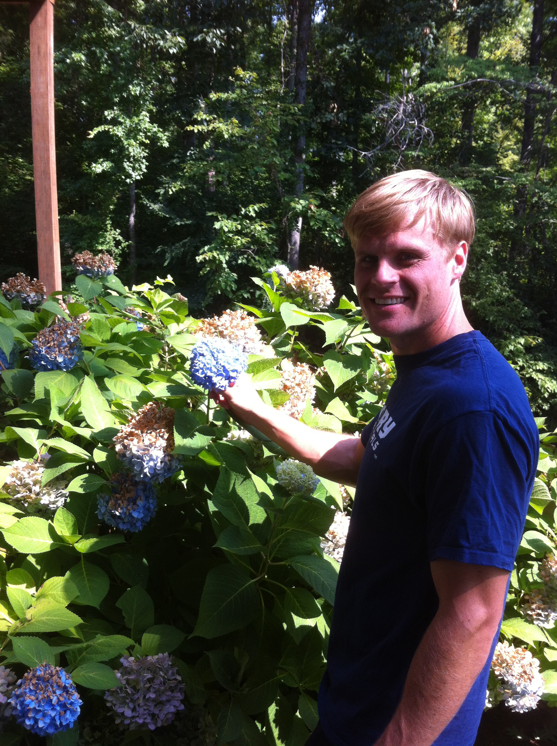 Hydrangea6
