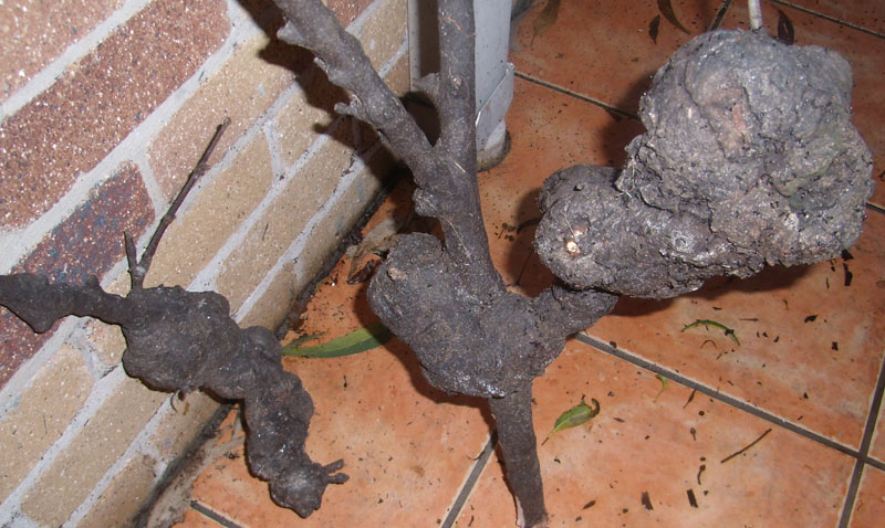 Macadamia branch with Galls