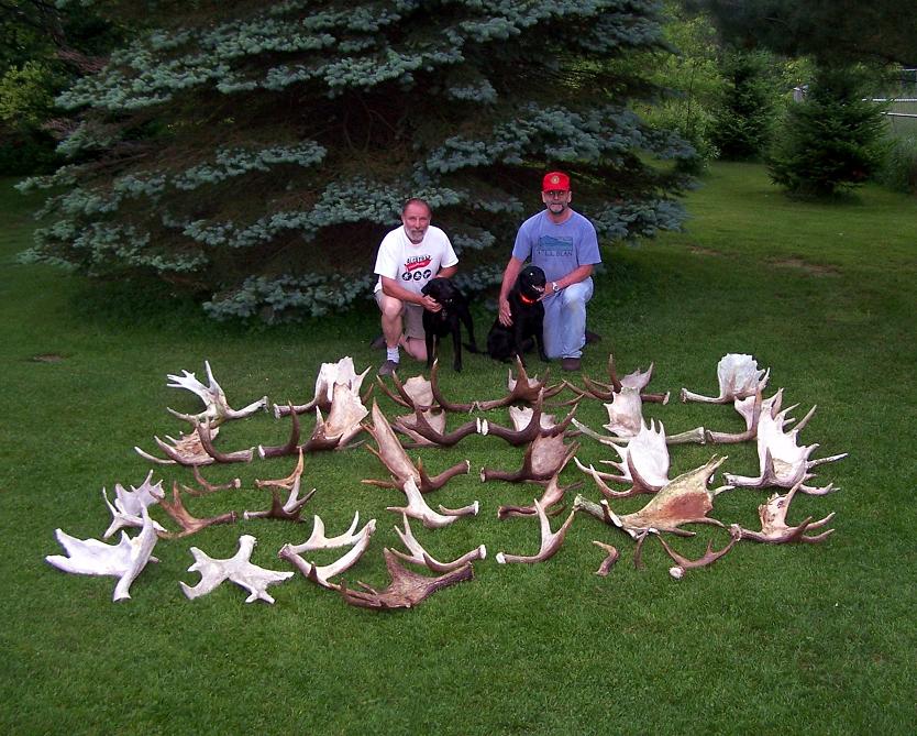 Moose Antler Supply