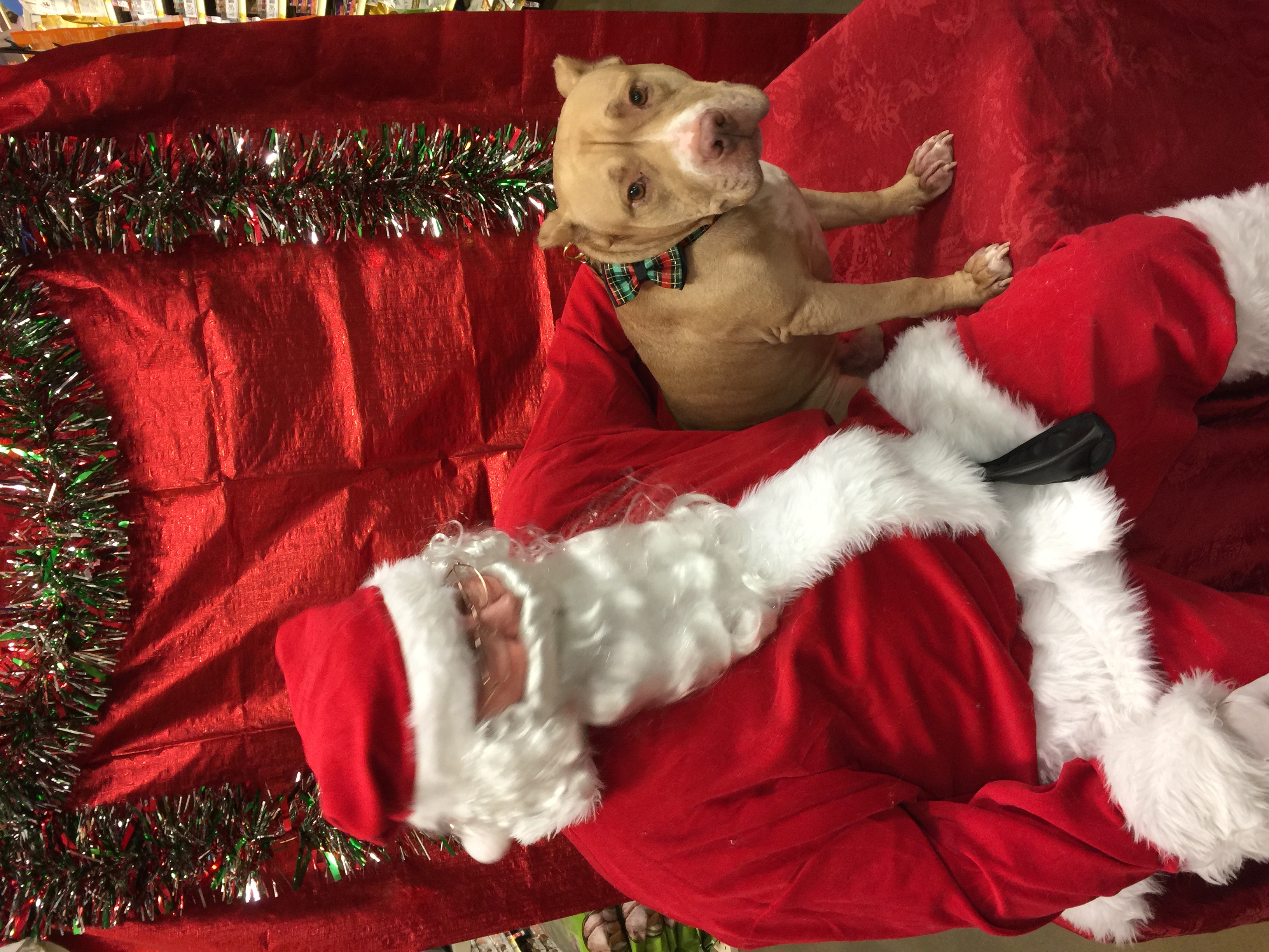 PETSMART Santa 3