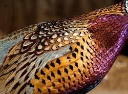 pheasant