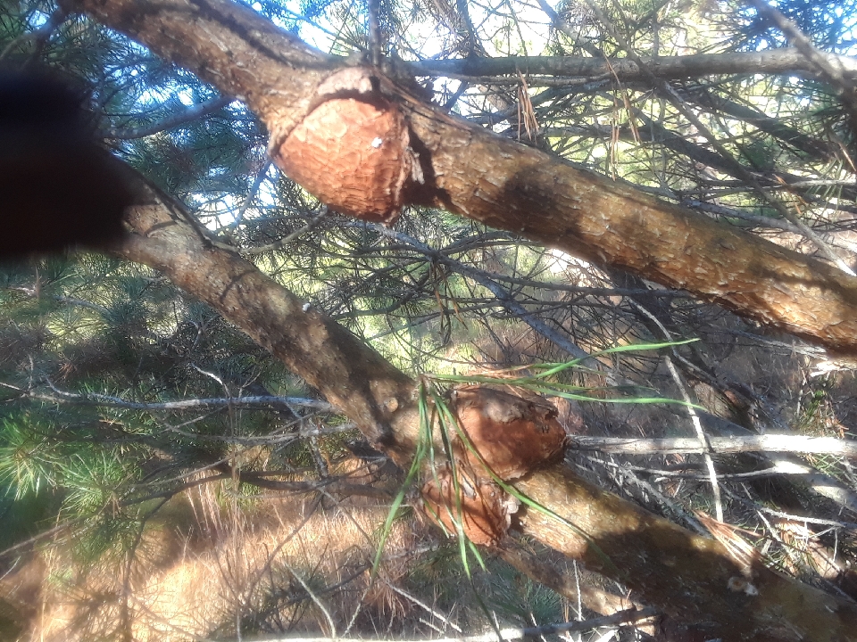 Pine Burls