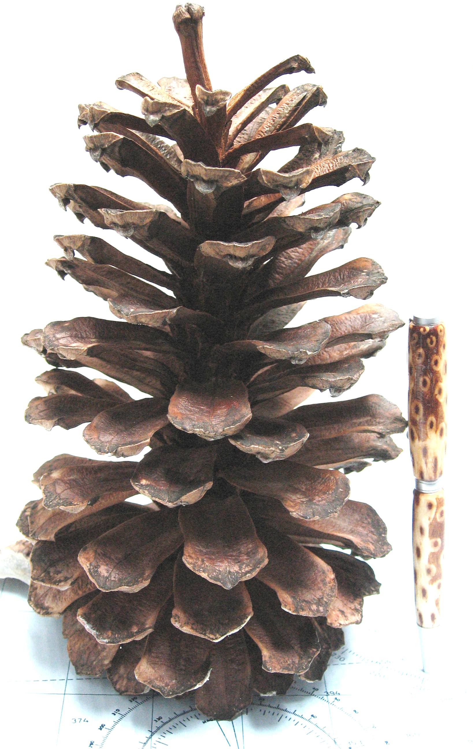 Pine Cone and pen