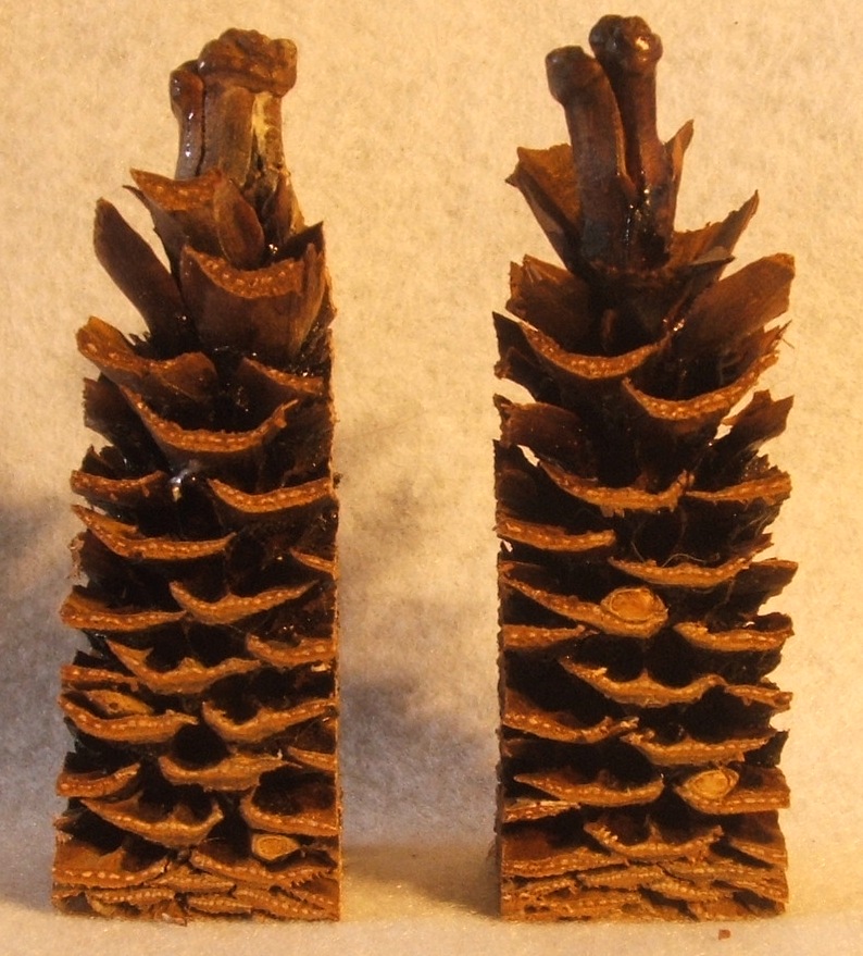 pine cone