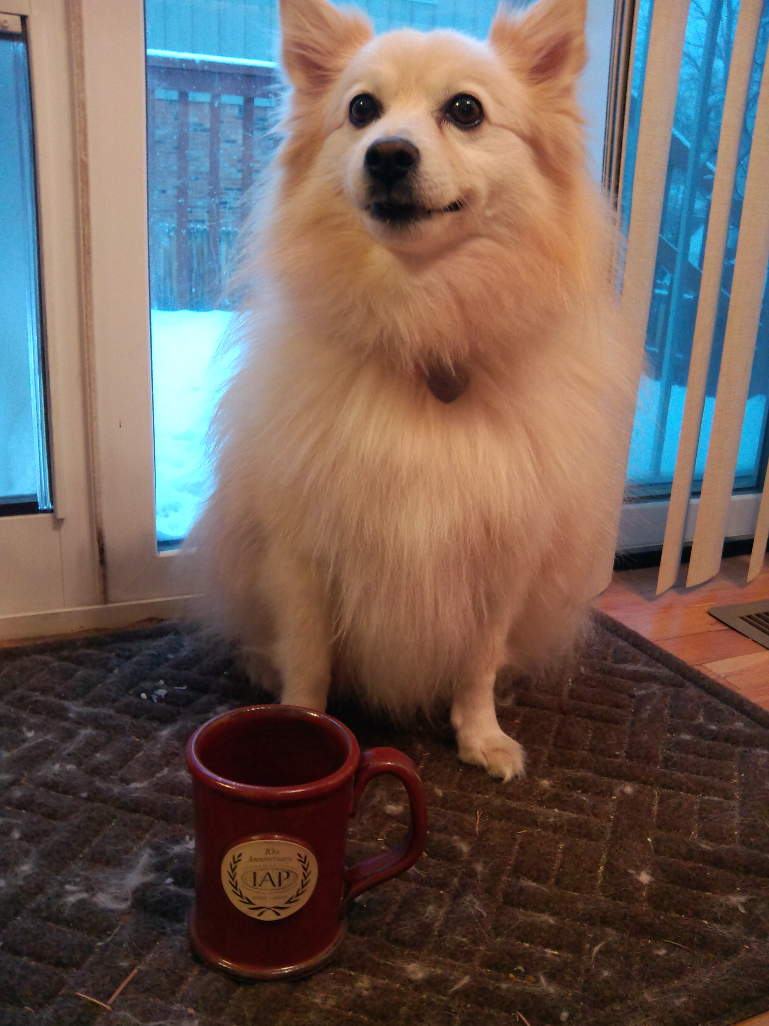 Puppy watching out for the MUG