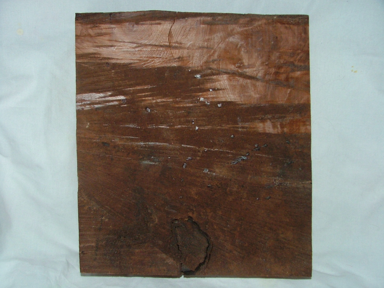 redwood burl1