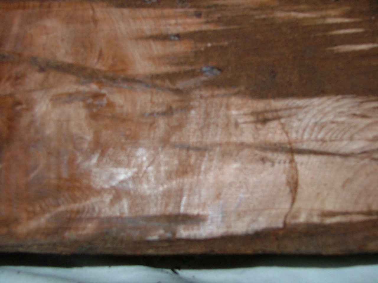 redwood burl3