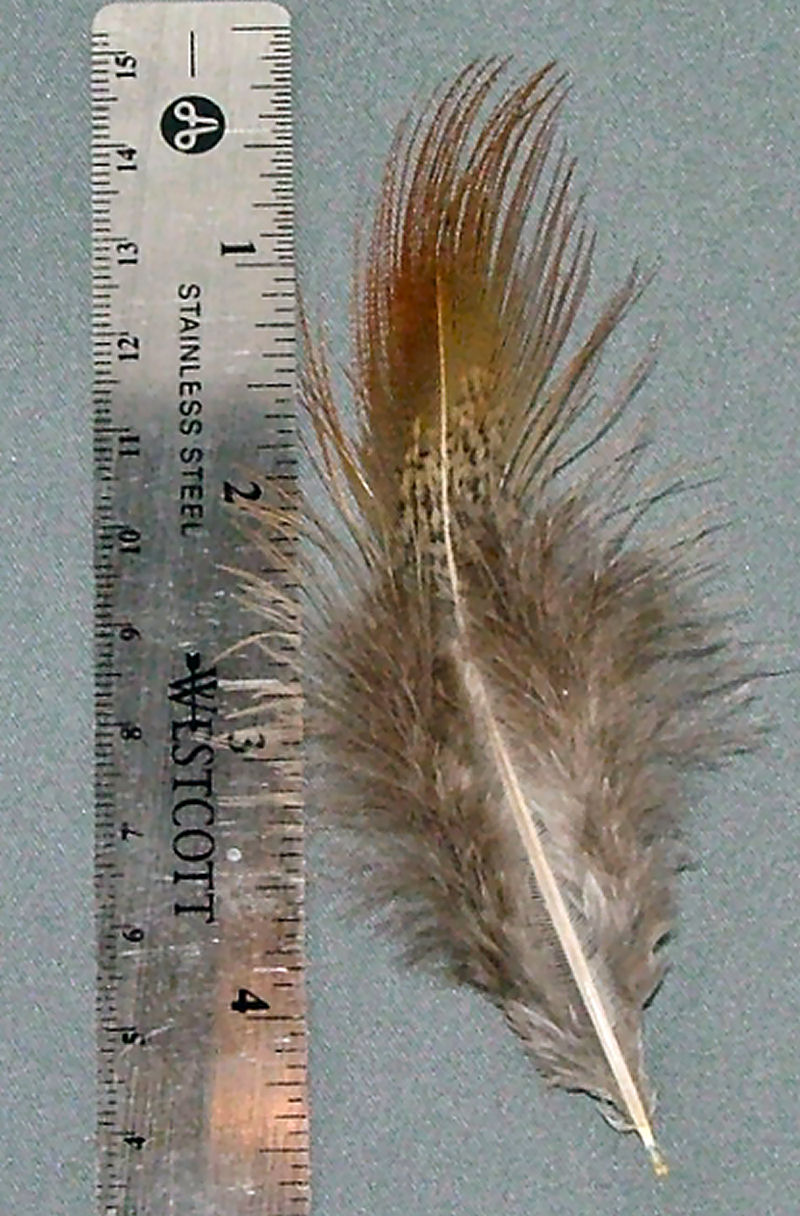 Ringneck Pheasant Rump Feather