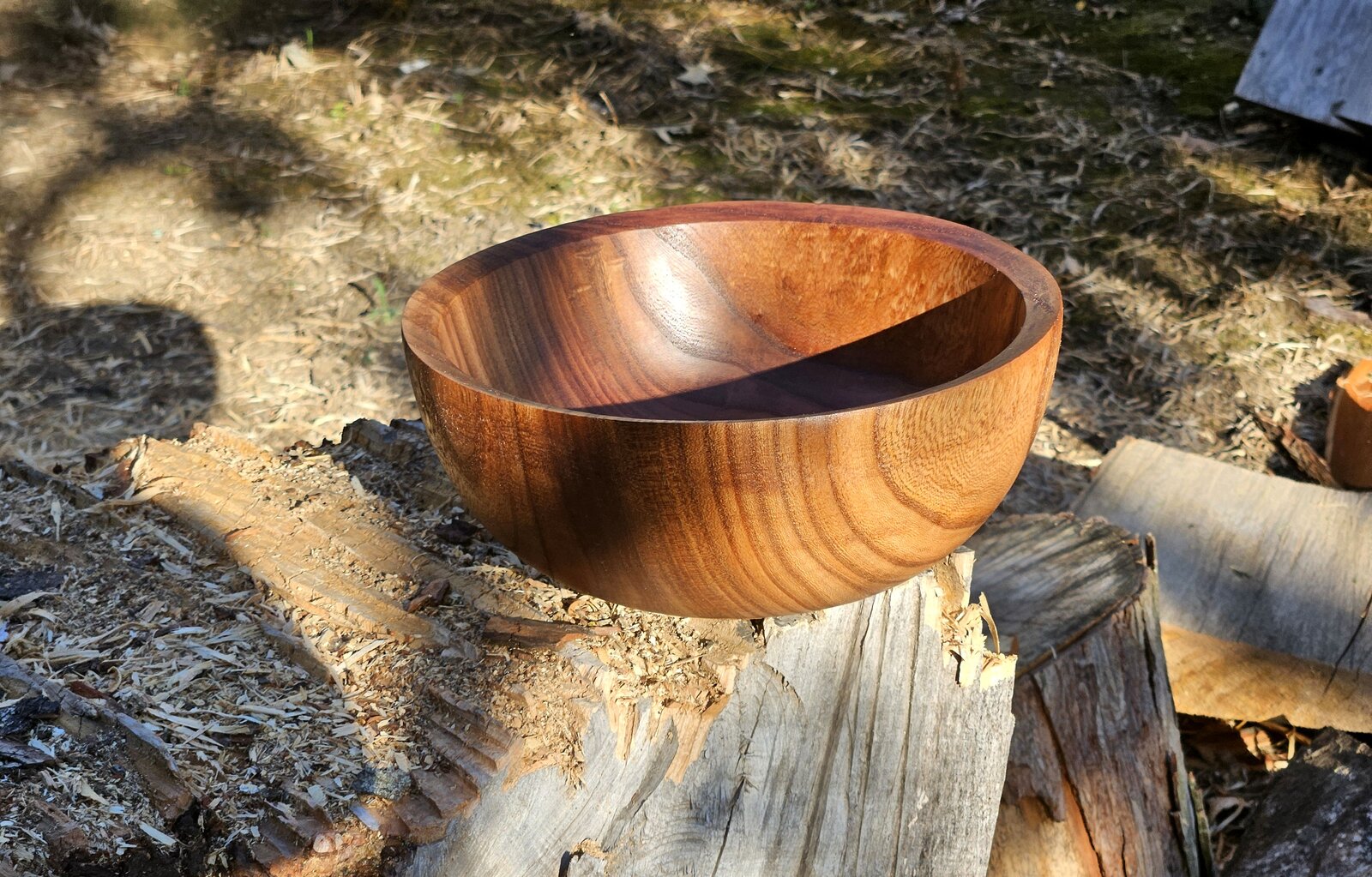 SB Elm 01a.jpg
