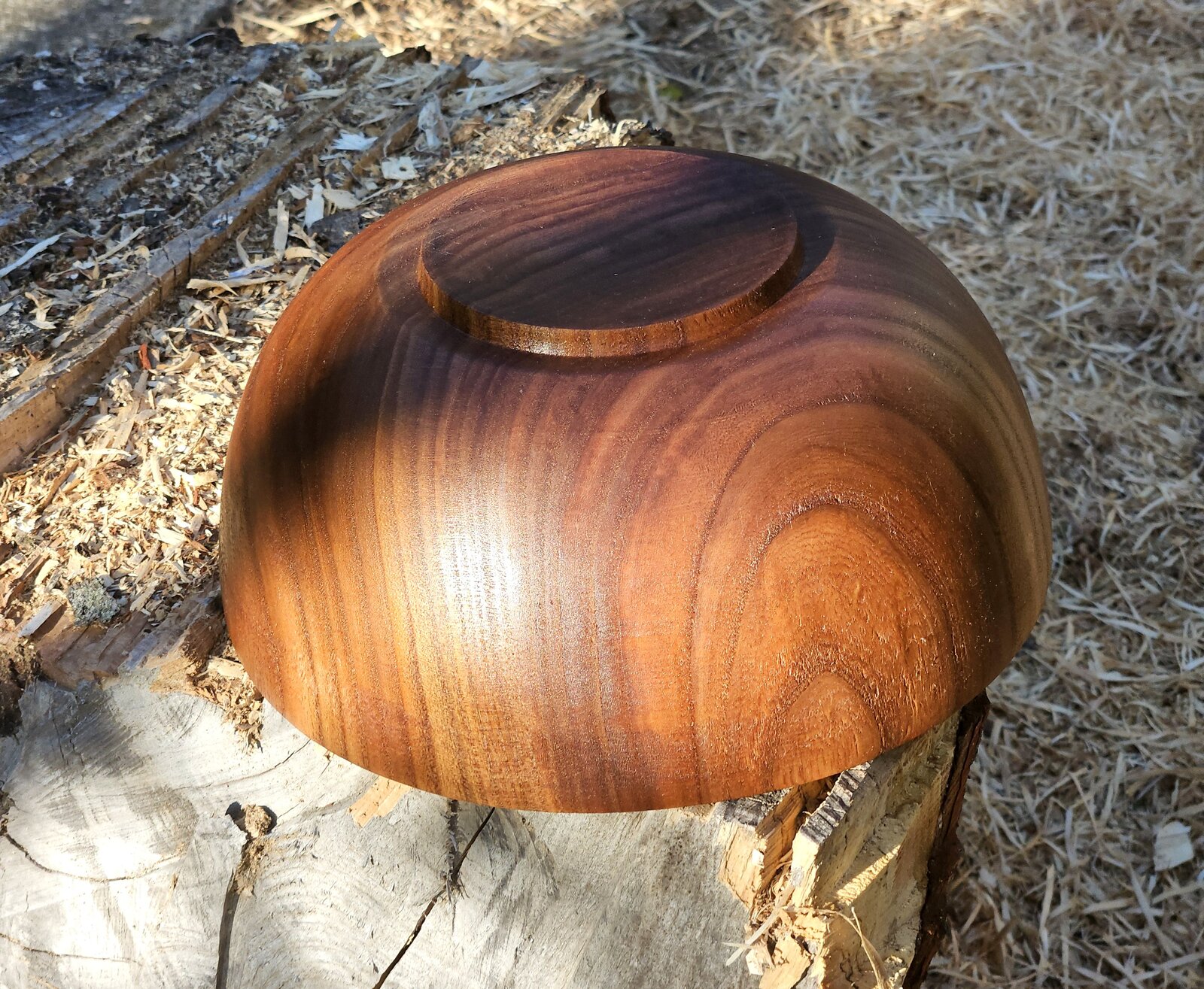 SB Elm 01d.jpg