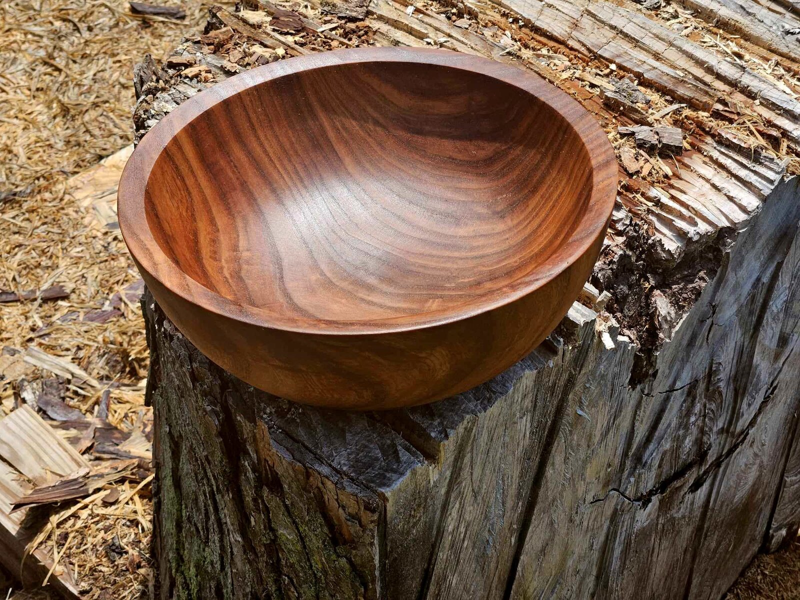 SB Elm 03b.jpg