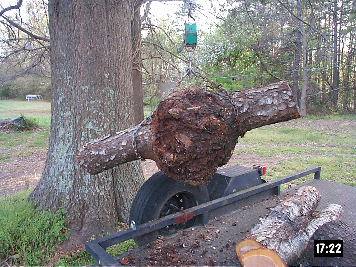 Small Cherry Burl