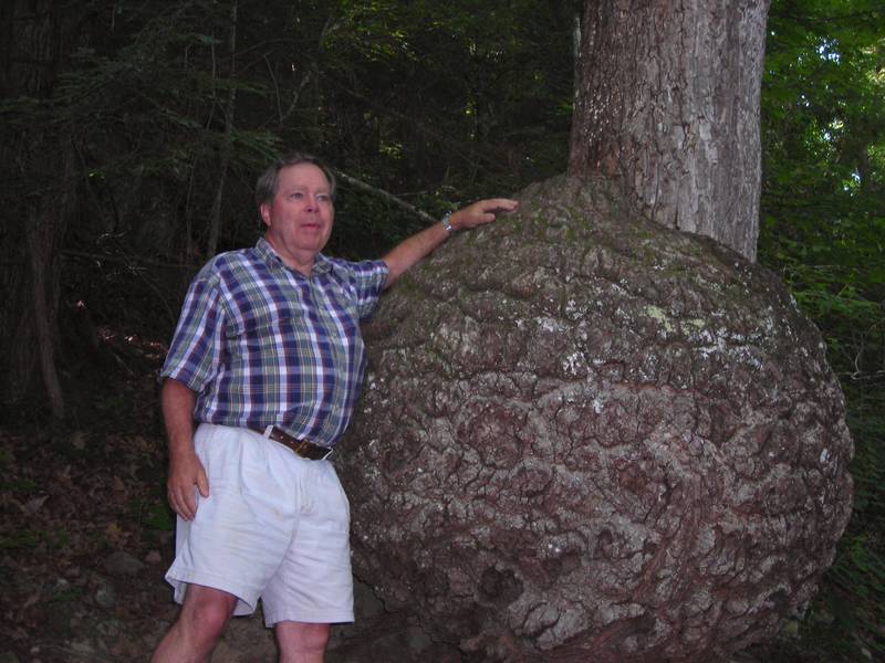 The big burl