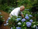 Vince Dooley Hydrangea