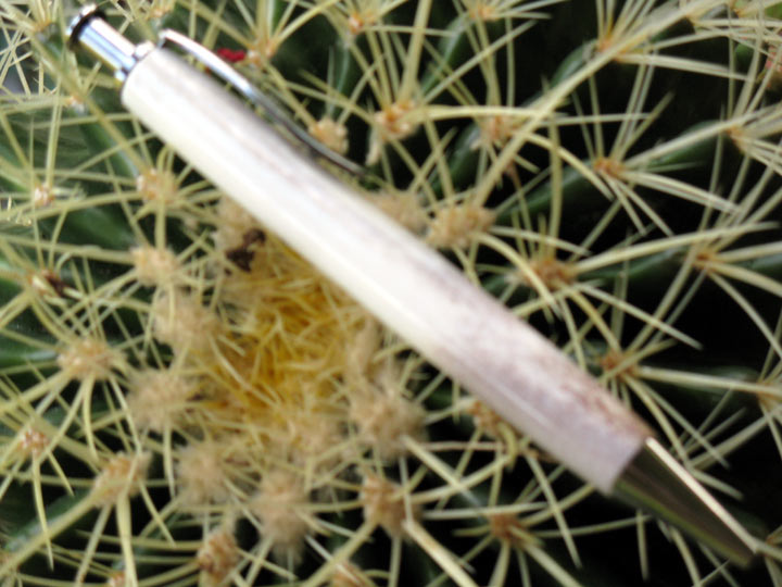 WhiteTail Deer Antler