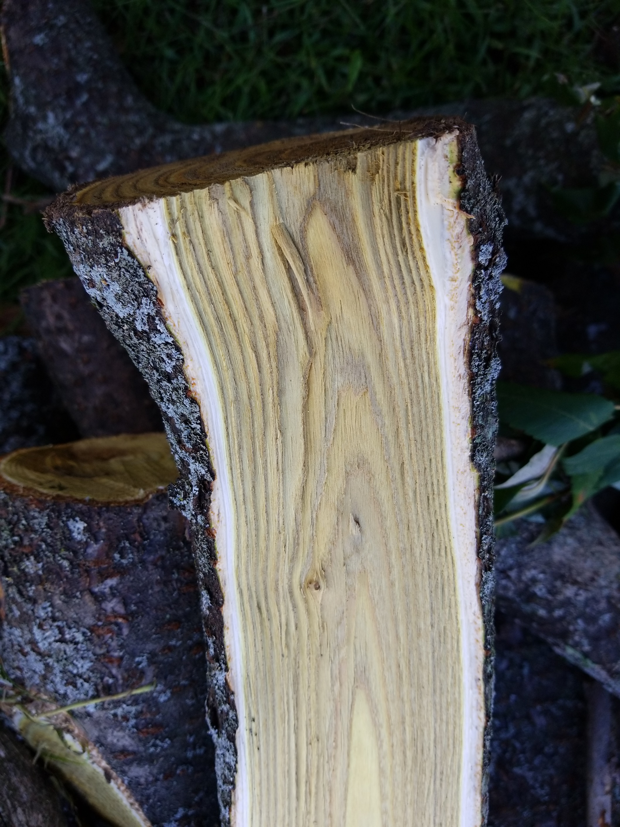 Wood ID