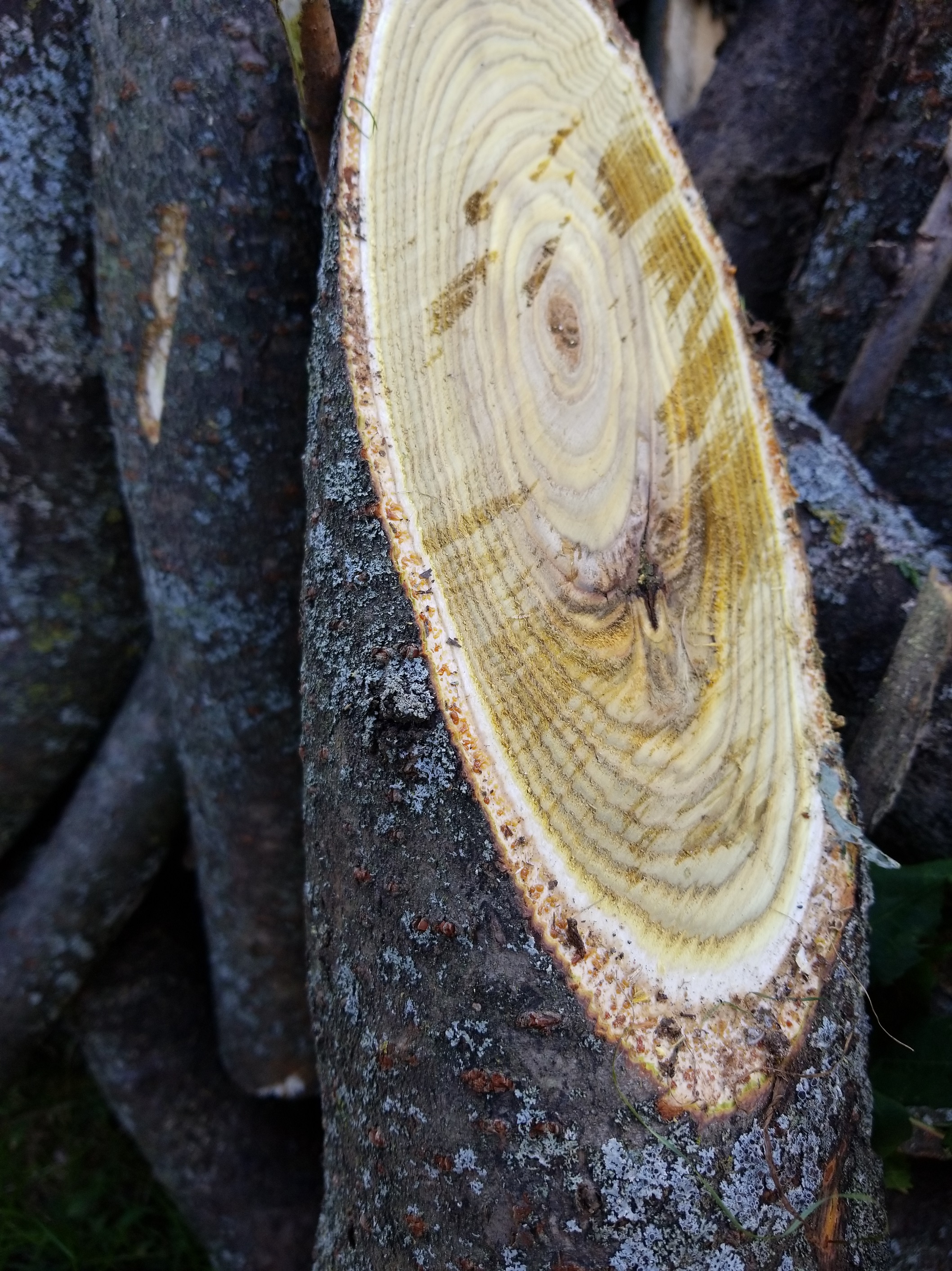 Wood ID