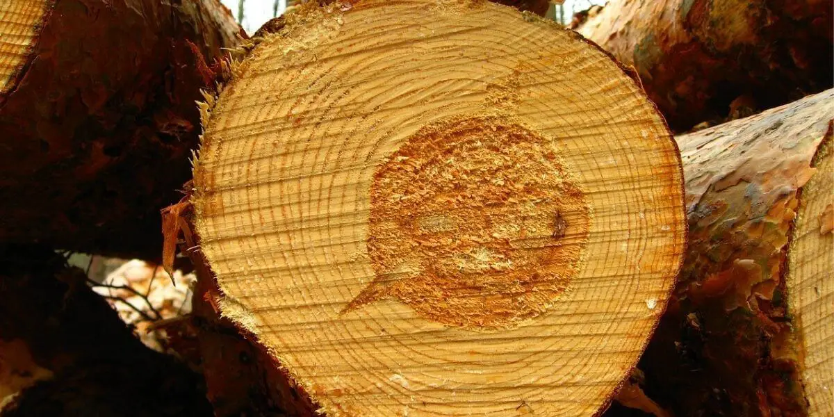 www.timberblogger.com