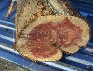 CedarLog2.jpg