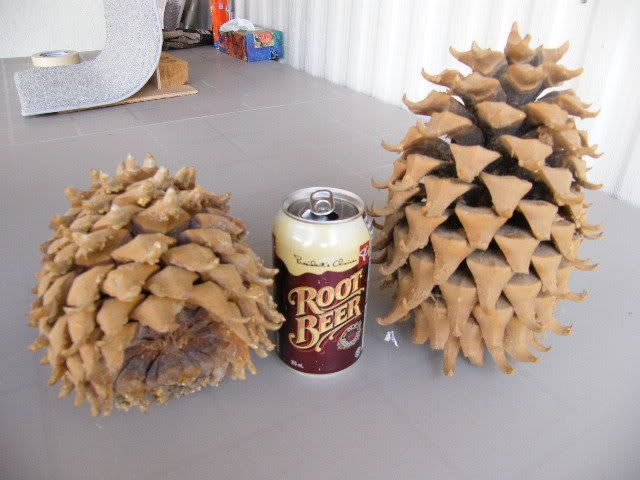 35LbPineCones.jpg