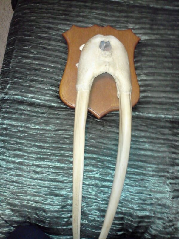 walrustusk.jpg