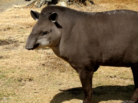 Tapirus_terrestris.jpg