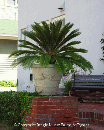 cycas-revoluta-grown-in-potL.gif