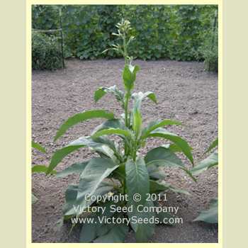 victoryseeds.com