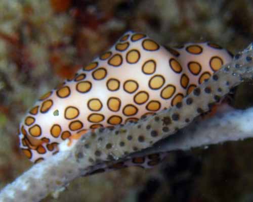 gastropod_11.jpg
